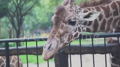 动物园里用舌头可爱的长颈鹿。 媒体。 动物园里，美丽的长颈鹿把舌头伸到绿叶手里